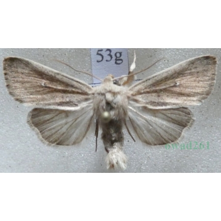 Mythimna sicula (Treitschke, 1835) Czech53g